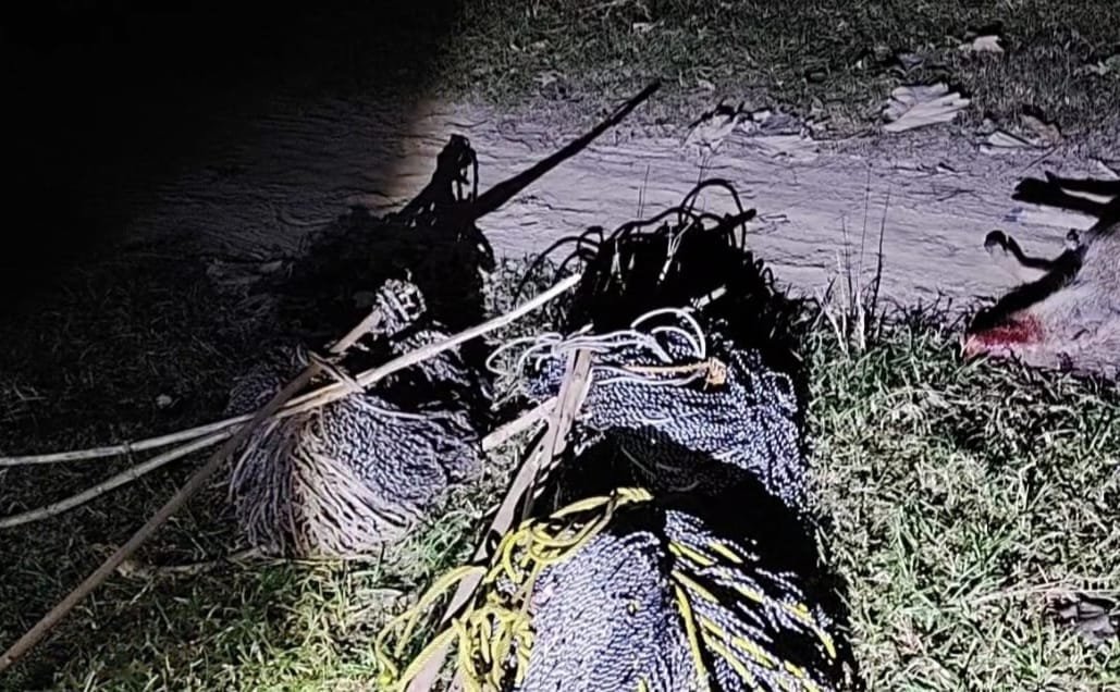 जंगली सूअर का शिकार करते शिकारी गिरफ्तार, साथी फरार!