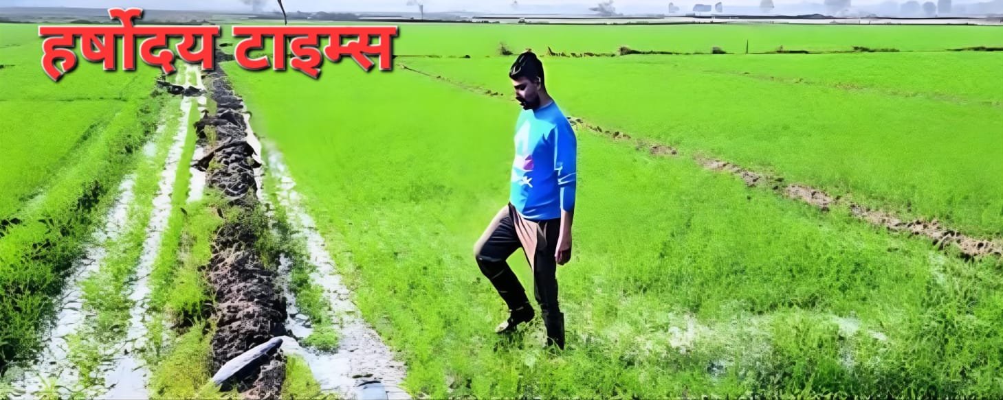 गेहूं को ठंड से बचाने के लिए यूरिया खाद का छिड़काव जरूरी