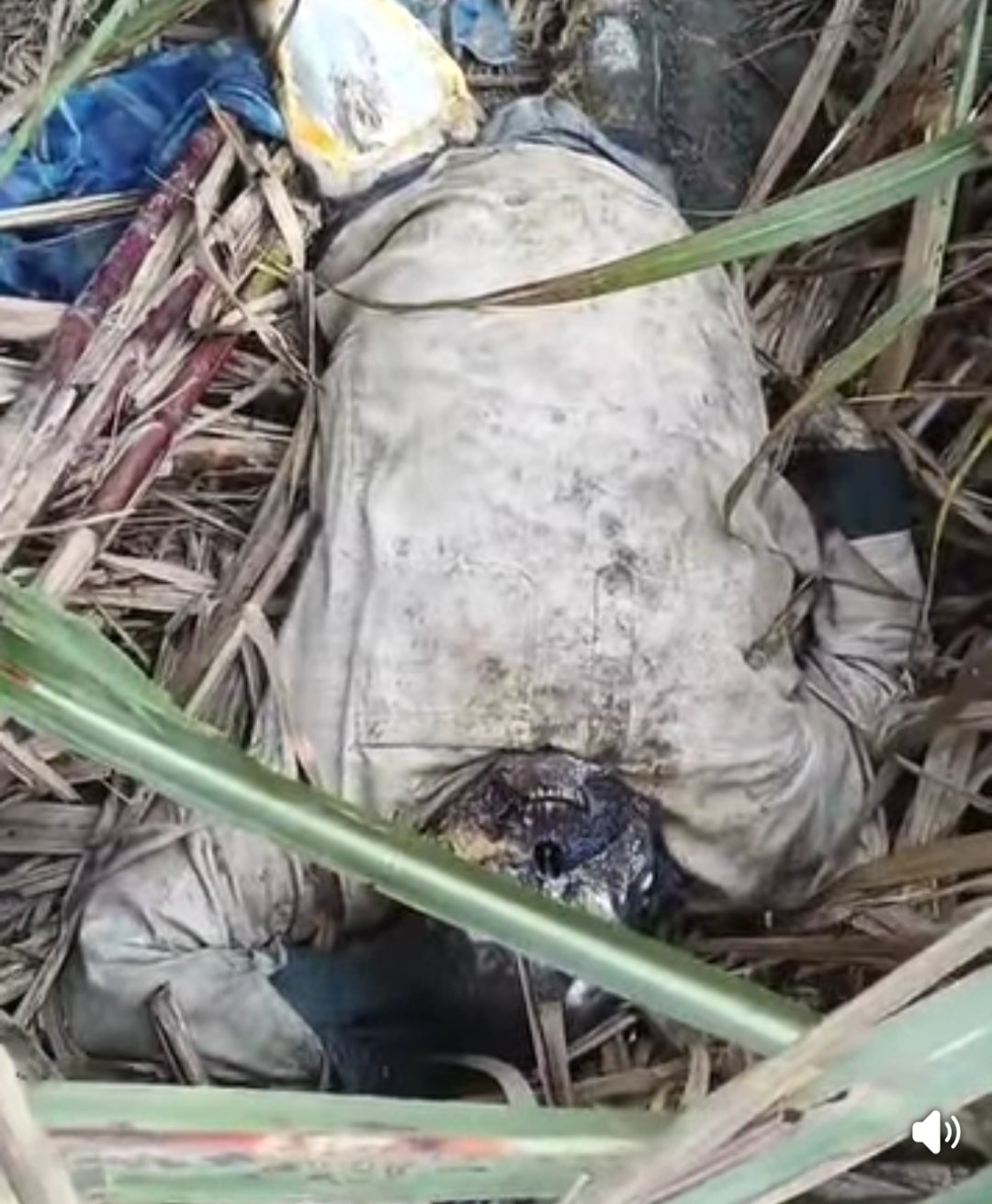 गन्ने के खेत में सड़ा-गला शव मिलने से हड़कंप, हत्या की आशंका