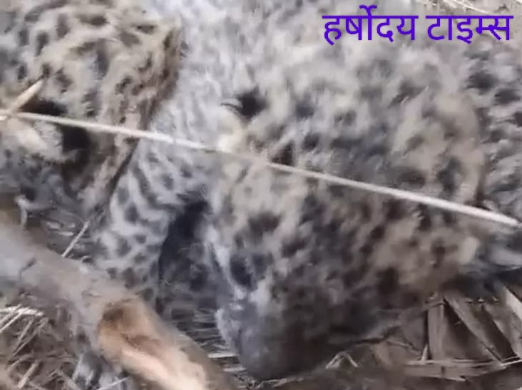 निचलौल क्षेत्र में गन्ने के खेत में दिखे दो शावक, वन विभाग ने ग्रामीणों को सतर्क रहने की अपील