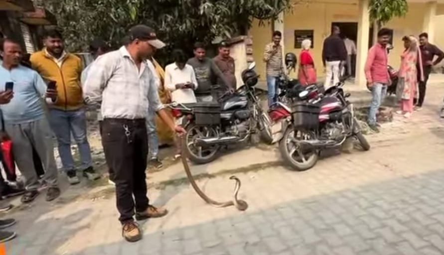 घुघली ब्लॉक बीडीओ आवास में विशाल कोबरा निकलने से हड़कंप