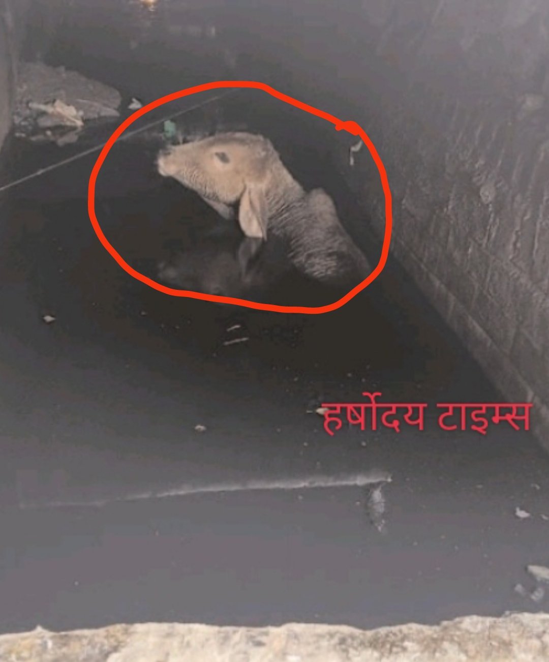 लाखों की गौशाला, फिर भी नाले में तड़पता बछड़ा