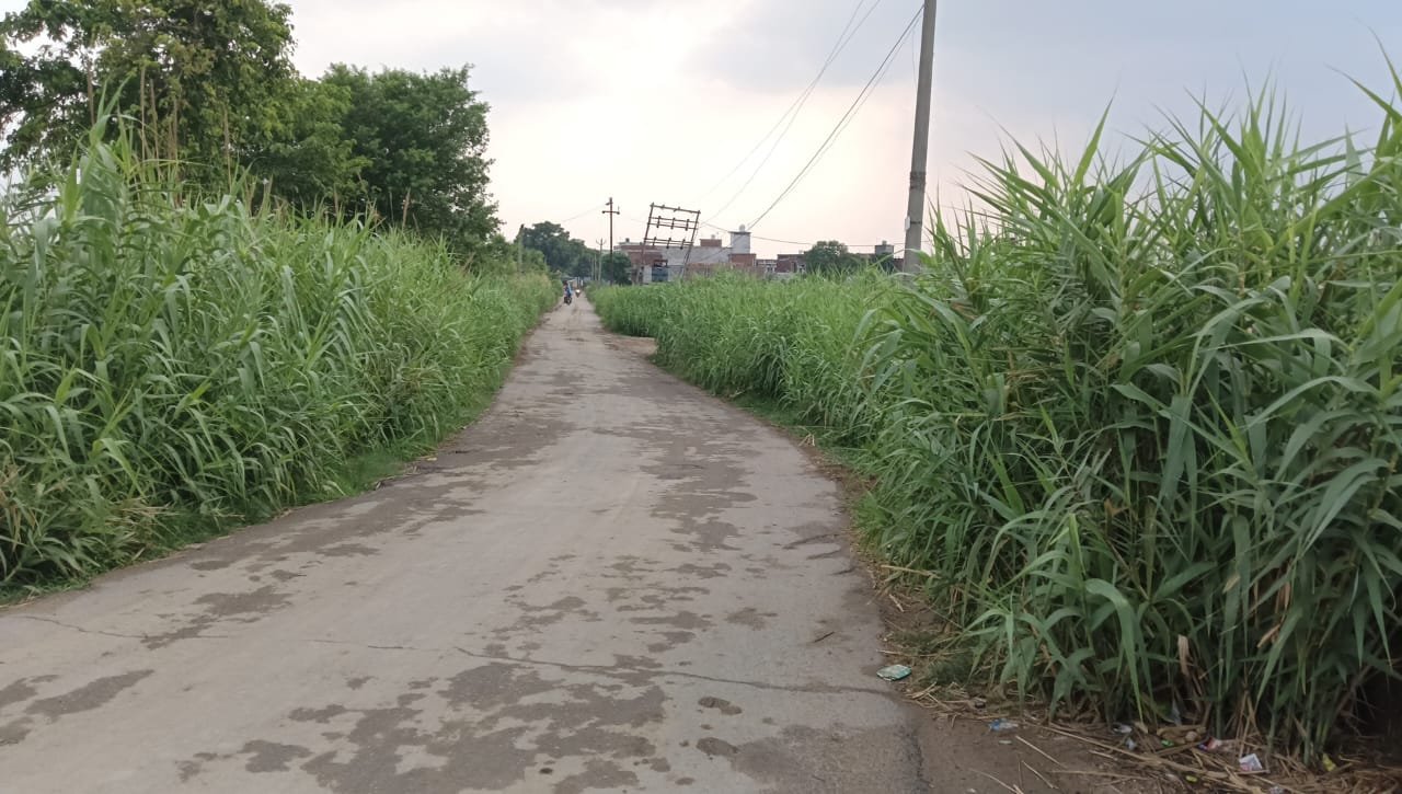 सड़क किनारे उगी झाड़ियों से बढ़ी मुश्किलें, ग्रामीणों ने की तत्काल सफाई की मांग