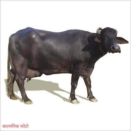आंधी-पानी के बीच लापता हुई भैंस, तलाश में जुटे स्वजन, सूचना देने वाले को मिलेगा इनाम
