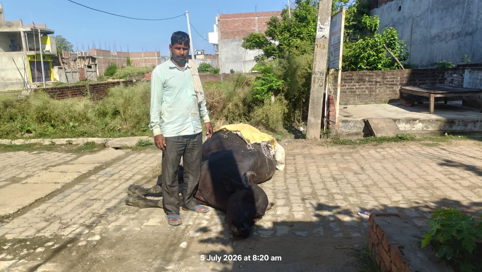 पोल से गिरे बिजली के तार की चपेट में आने से भैंस की मौत, बिजली व्यवस्था पर उठे सवाल