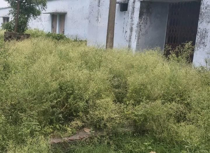 स्कूल खुले हुए हो गए आठ दिन लेकिन परिसर में अब भी झाड़ियां ,बच्चों की सुरक्षा पर उठे सवाल