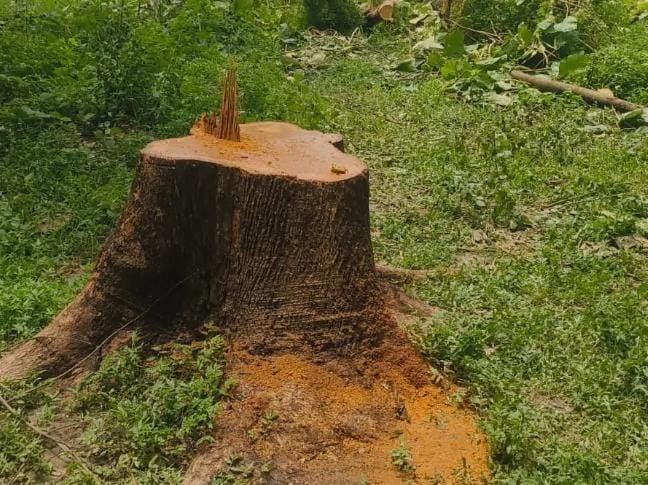रघुनाथपुर श्मशान घाट से रातों रात गायब हुए दो सागौन के पेड़, ग्रामीणों में रोष