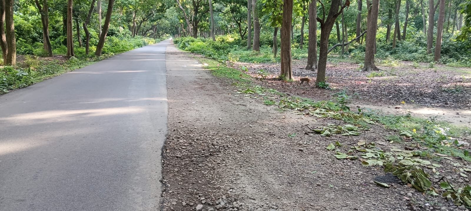 बभनौली-भटहट टू-लेन सड़क निर्माण का रास्ता साफ, वन विभाग को ₹1.17 करोड़ की राशि मिली; जल्द शुरू होगा रुका कार्य