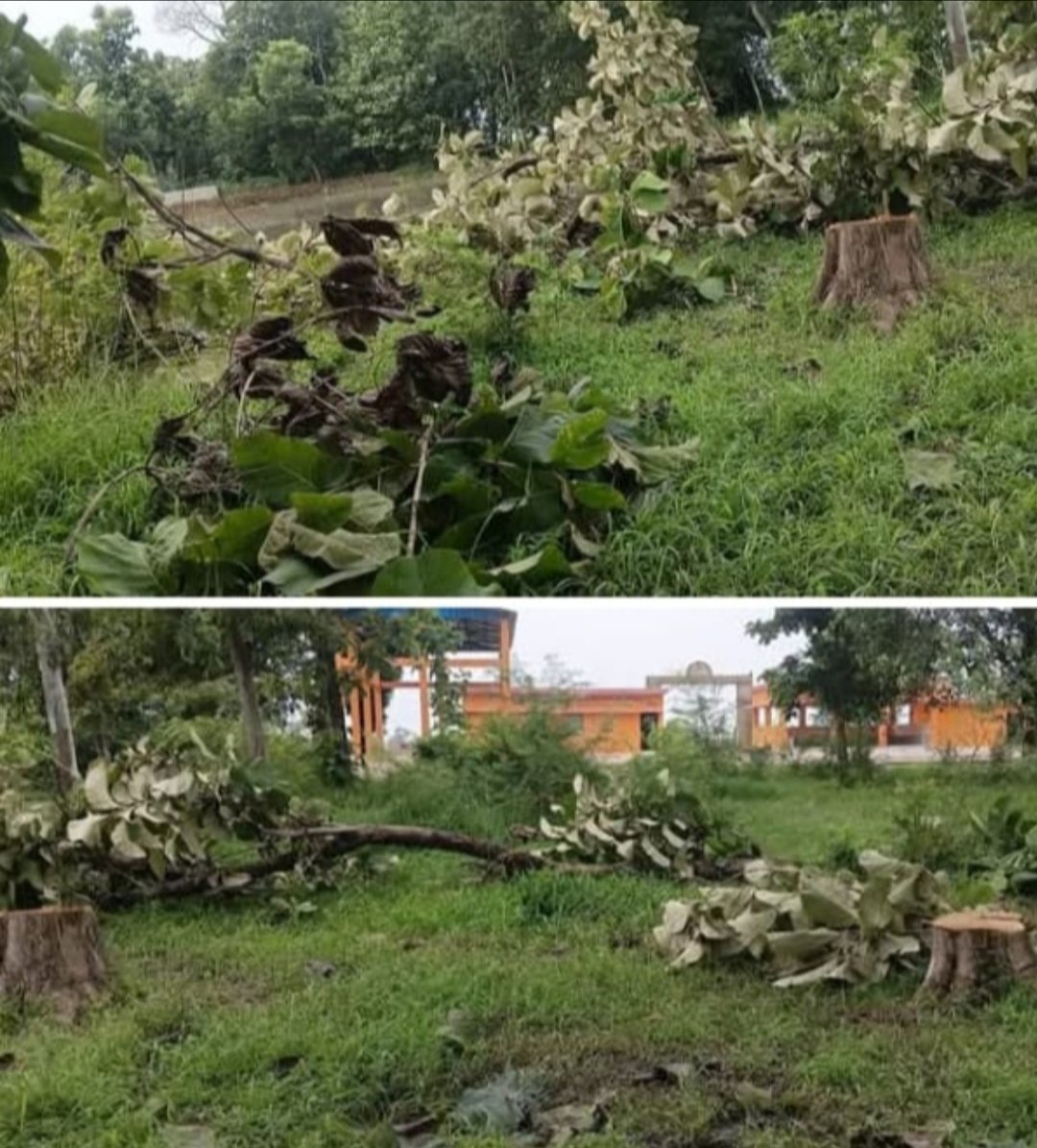 बेलवा बुर्जुग गांव के श्मशान घाट से तीन पेड़ काटकर ले गए चोर, ग्रामीणों में भारी आक्रोश