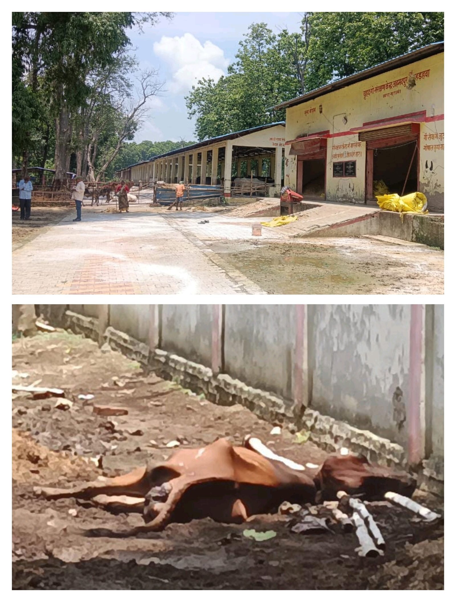 डीएम साहब! चारे के अभाव और लापरवाही से दम तोड़ रहीं गौशाला की गायें, अहमदपुर गोसदन की बदहाल व्यवस्था पर उठे सवाल
