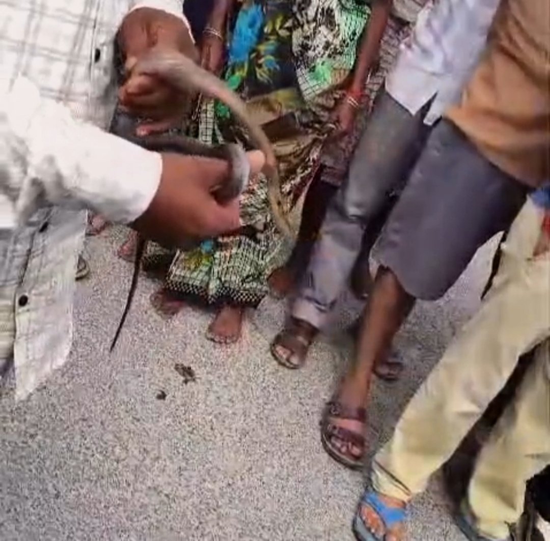 घर में सो रहे मासूम की सर्पदंश से मौत, परिवार में मचा कोहराम